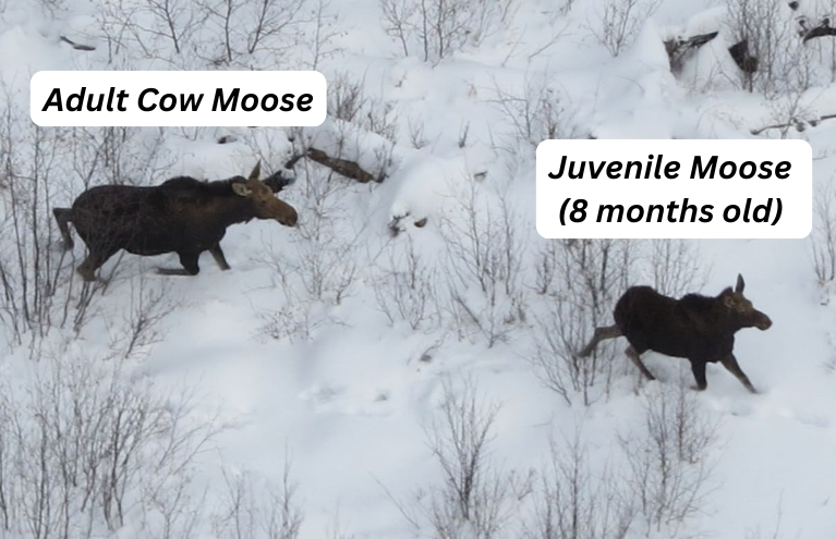 Aerial photo of a cow moose and a juvenile moose moving across snowy terrain in northeastern Minnesota.