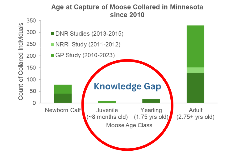 Bar chart showing most moose collared in northeastern Minnesota since 2010 were newborn calves or adults, with far fewer juveniles, yearlings, and young adults.
