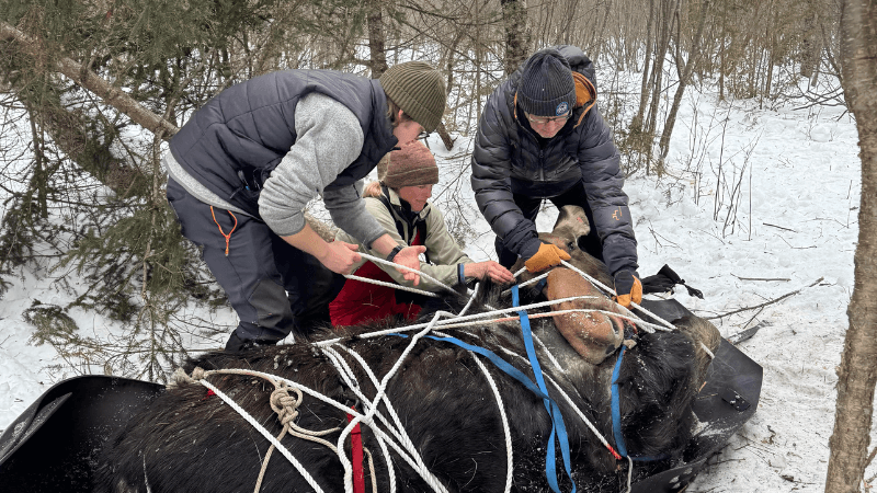 Snowmobiles, “moose tacos” and more! 1 A moose taco featured image moose browse