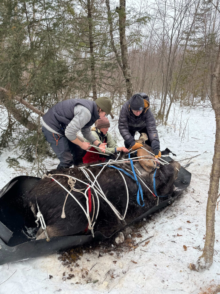 Snowmobiles, “moose tacos” and more! 5 Moose browse Tom NPLSF Dawn MNDNR and Adam Mortensen packaging a moose onto the moose taco