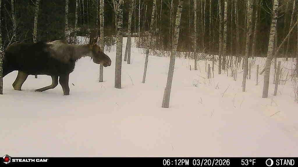 Side view of a moose walking through snowy woods, showing visible hair loss along parts of its body.